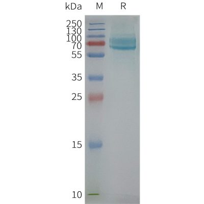product-image-AAA47622_ELISA15.jpg