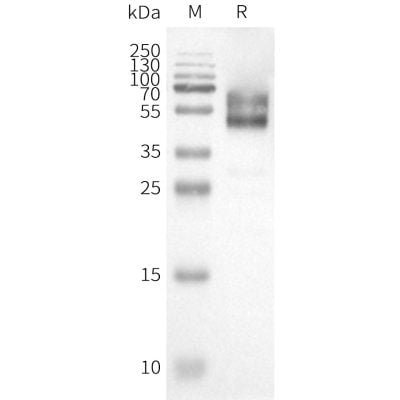product-image-AAA47625_ELISA15.jpg