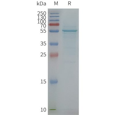 product-image-AAA47626_ELISA15.jpg