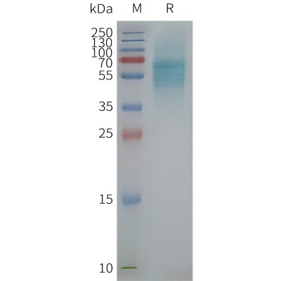 product-image-AAA47627_ELISA15.jpg