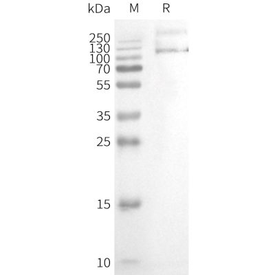 product-image-AAA47629_ELISA15.jpg
