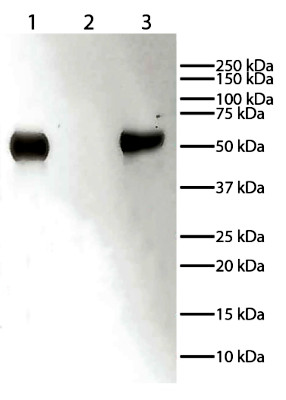 product-image-AAA78700_ELISA15.jpg